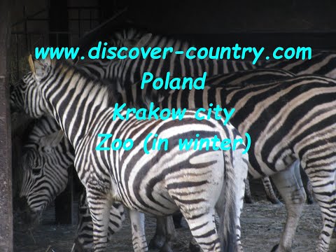 Poland; Krakow cit; Krakow Zoo ( in winter)
