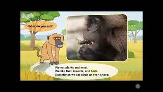 L2 043 Meet the Animals 43   Baboon