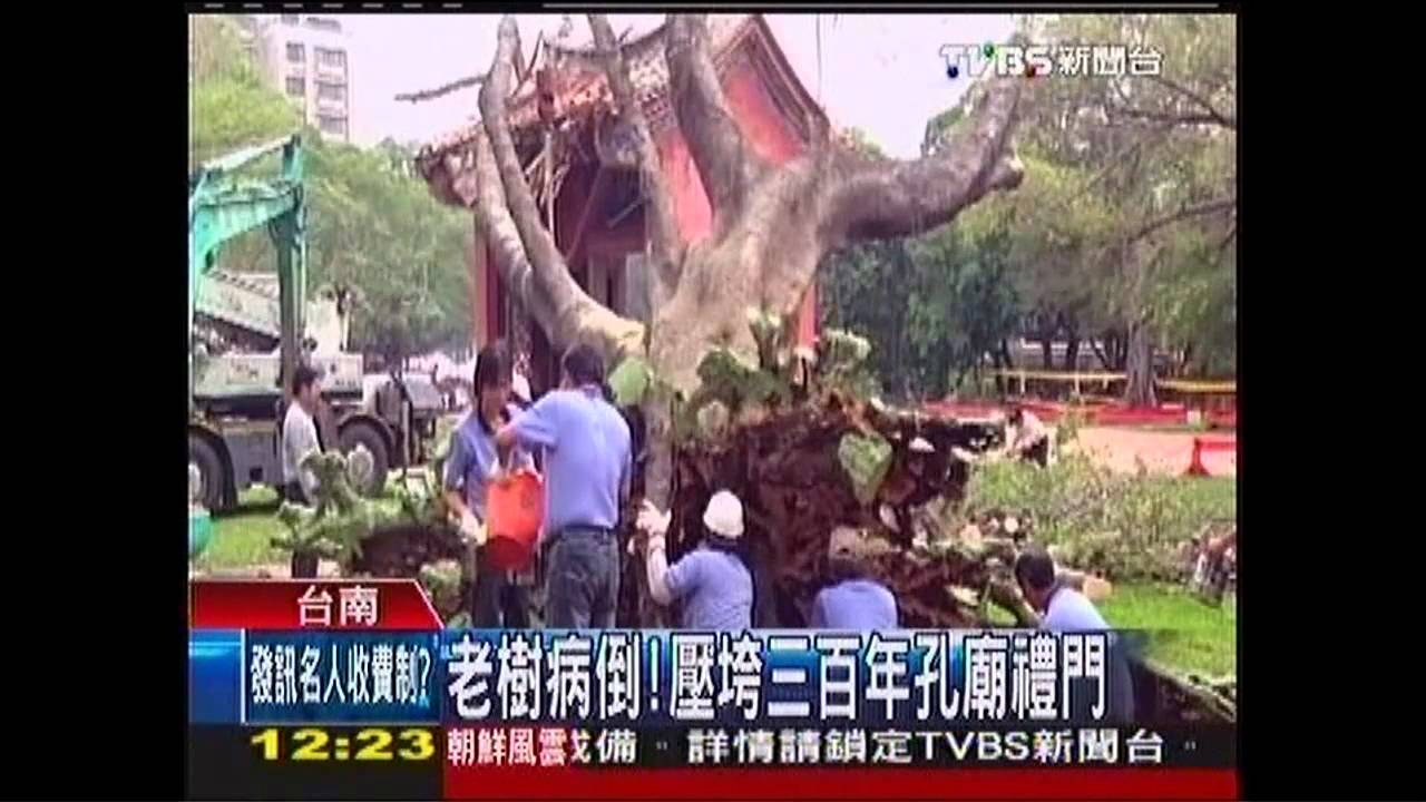 老樹病倒! 壓垮300年孔廟禮門