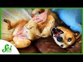 The Real Reason Dogs Kick When You Scratch Them