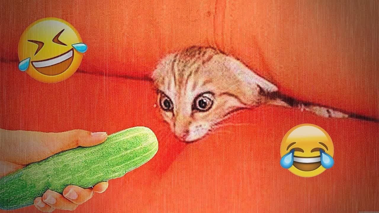 You Laugh You Lose😻😻🐶Funniest Dogs and Cats 2024😻😻🐈