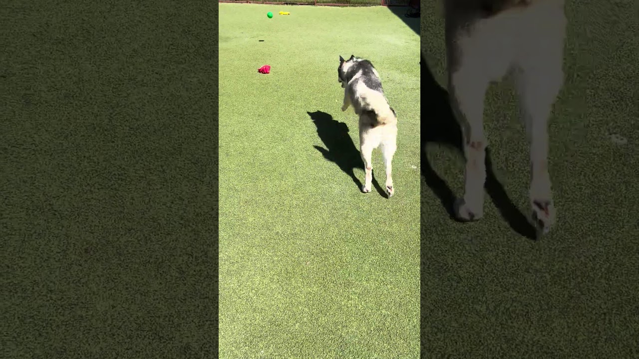 Enlarge STACIE, a Adoptable Siberian Husky in Upland, CA video 6/6