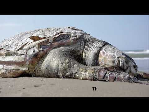 Pascal Grandjean - Animal Song