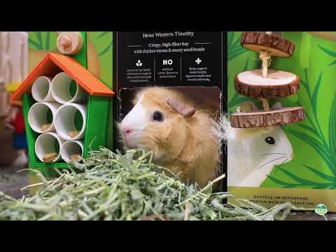 Essential Guide to Guinea Pig Care: Diet, Housing, and Health Tips