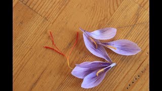 Growing Saffron in the Midwest