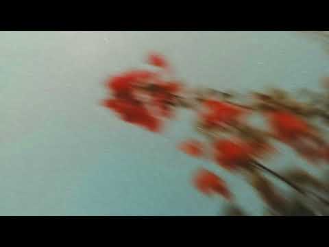 Lost in Pacific - Alive