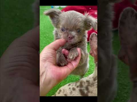 Chihuahua - Τσιουάουα-thumb-1