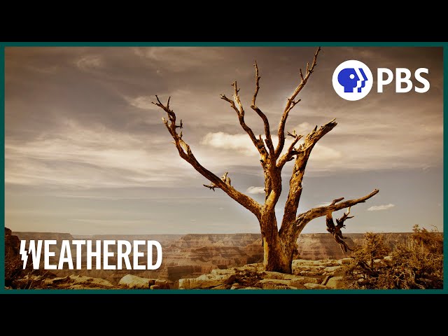 Video pronuncia di drought in Inglese