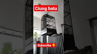 Download lagu suara pancingan burung ciung batu mp3 Download lagu suara pancingan burung ciung batu mp3