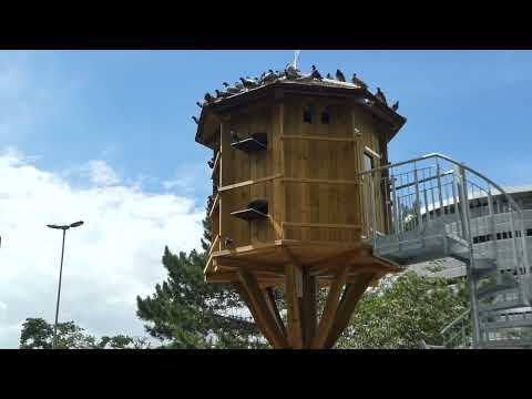 Taubenhaus wird angenommen