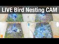 LIVE Nest Box Cams