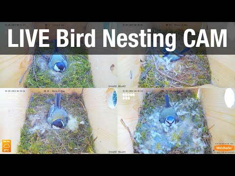 Great Tit Nest Cam