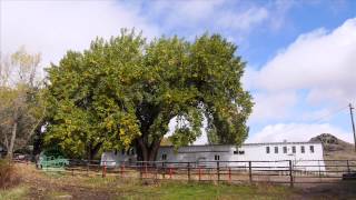 Wyoming Champion Trees