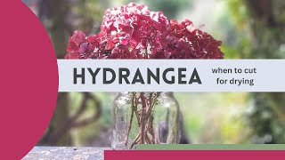 When's the best time to dry hydrangeas?