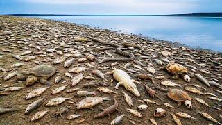 They Began Killing Mass-killing All Animals In Great Lakes — U.S Plan Came At A Cost Ten Years Later