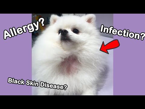 DOG HAIR LOSS | allergies black skin disease infection