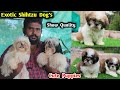 Shih Tzu puppies | shihtzu Dog lovers | dogkennel farm vist ,home breed puppy's