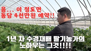 1년차 수경재배 딸기 농가의 성공 비결은??