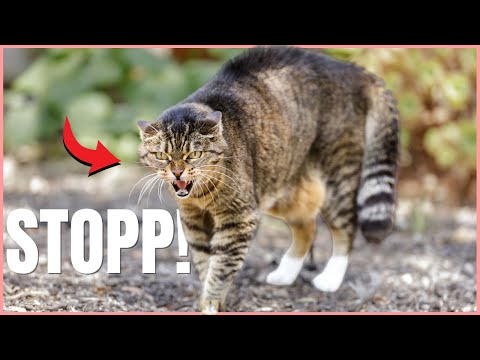 SO stoppst du eine aggressive Katze SOFORT! 😱