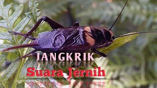 Download lagu Suara jangkrik Volume Jernih, Cocok untuk Masteran Burung kicau. mp3