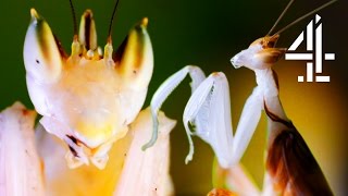 Male Praying Mantis Escapes Being Eaten Alive By Female After Mating | The Secret Life Of The Zoo