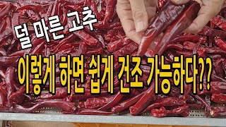 덜 마른 고추 이렇게 하면 쉽게 건조할수 있다? 건조기 작업후 건고추 잘 말리는법