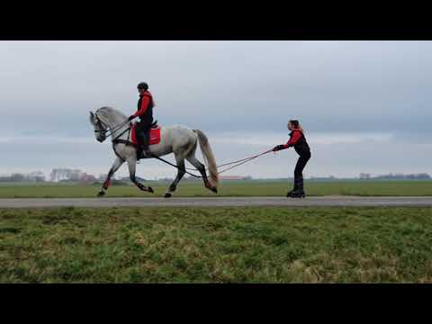 Topspeed friesians Kaspar - Orlov trotter x Friesian - almost ready to compete Grand Prix