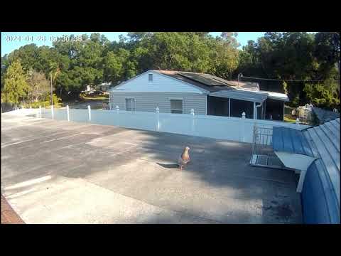 La segunda del este pichón llamado el loco (Abel Díaz)