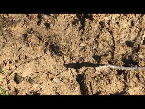 Digger Bees Took Over Homeowners Yard in Middletown, NJ