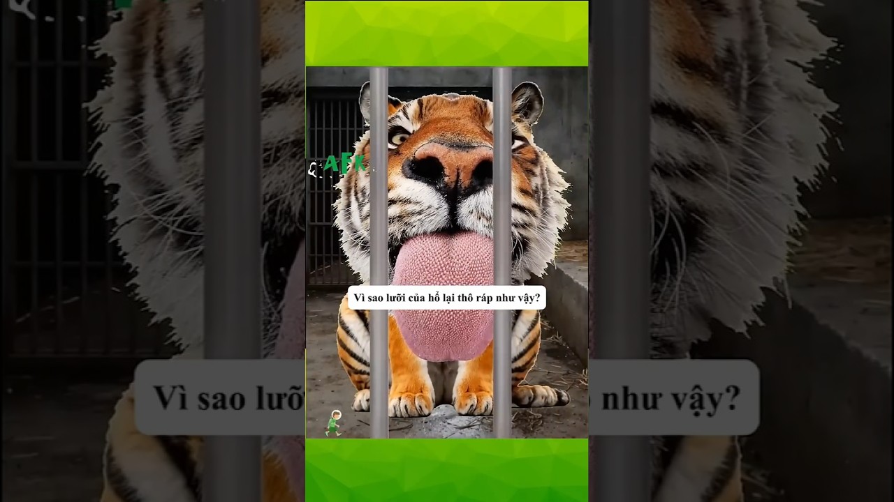 Sự thật lưỡi hổ có gai