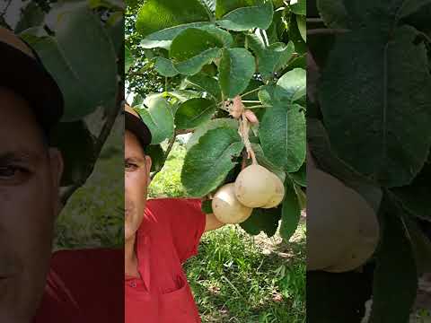 Pique do Mato Grosso curvelândia