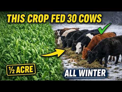 This 1/2 Acre Crop Replaced Hay — and Fed 30 Cows All Winter