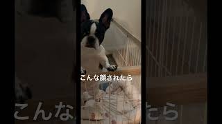 必死に訴えるワンコ #vlog #フレンチブルドッグ #フレブル #行かないで #shorts 　　　　　　　　"a dog desperately pleading"
