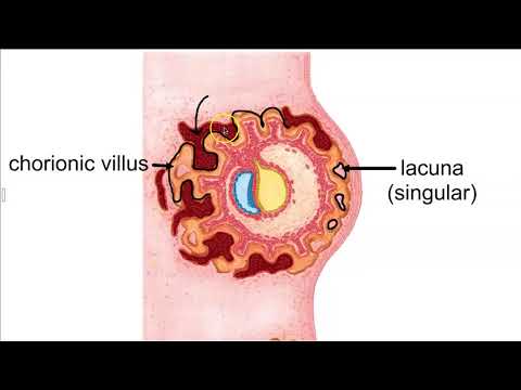 Structure of the Placenta