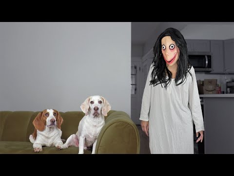 Dogs vs Momo Prank: Funny Dogs Maymo & Potpie Pranked by Momo