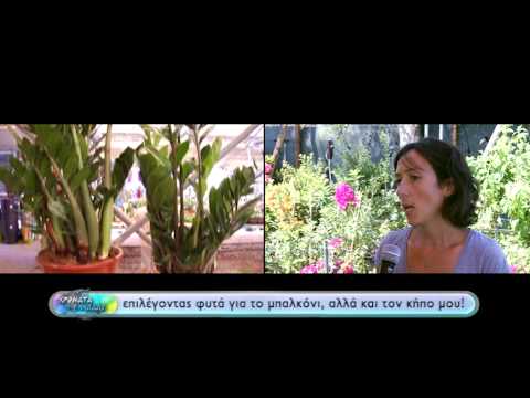 , title : 'Χρώματα Ελλάδας - Επιλέγοντας φυτά για το μπαλκόνι και τον κήπο!'