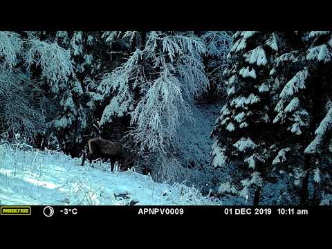 Cerb în căutare de hrană în Parcul Natural Putna Vrancea