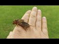 Mole cricket sound