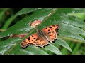 NATURE Video 30 Minutes Of Impressive Insects Butterflies Bugs In A Natural State HD Format
