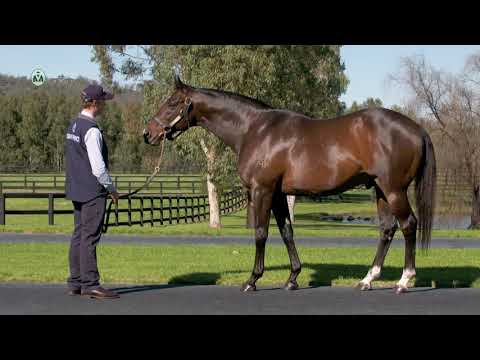 Casino Prince  -  2020 Vinery Stallion Parade