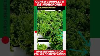 curso de hidroponia basica para principiantes #shorts
