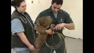 Passing a Stomach Tube In Camelids
