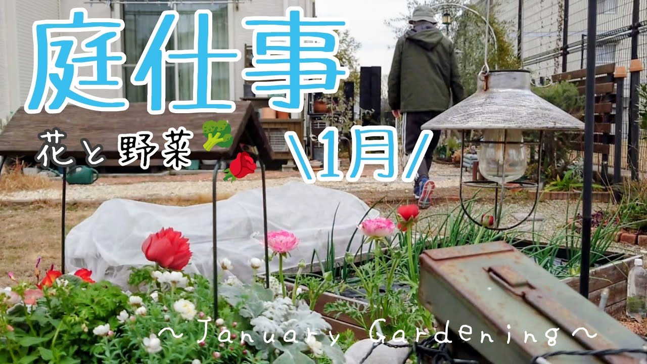 【ガーデニング】野菜はほぼ全滅…それならせめてお花を植えて冬でもお庭を明るくしたい！絶望と欲望がおりなす庭仕事です。