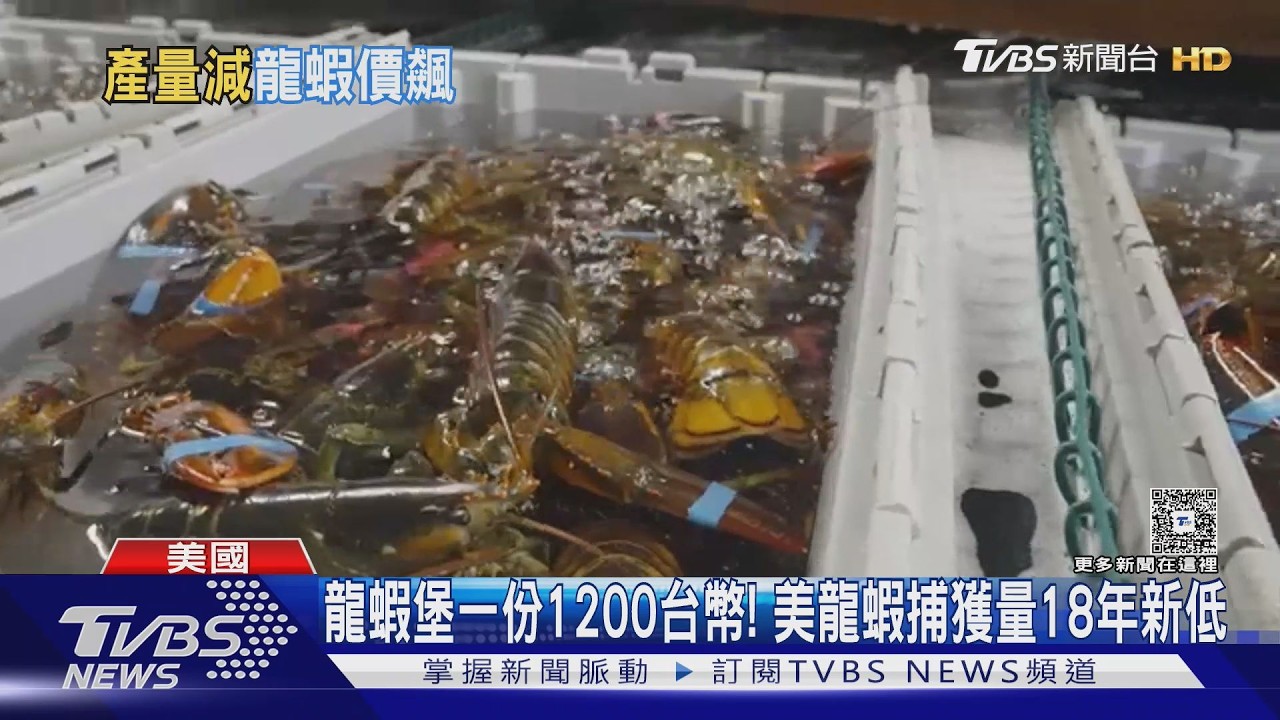 影音／龍蝦堡飆破1200元！美龍蝦產量創18年新低　油價飆漲成主因