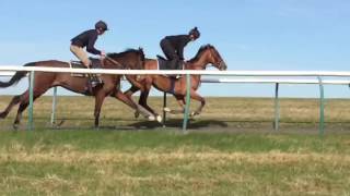 D’Gentle Reflexion (Gentlewave) 4 year old gelding in training with Warren Greatrex