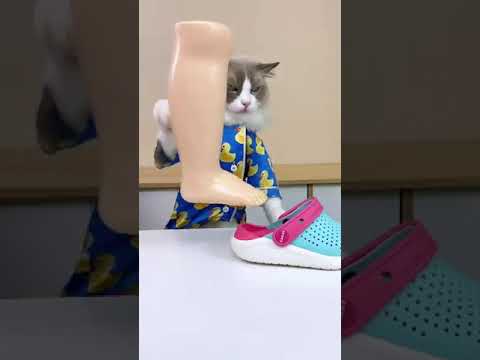 Masti with cat and don't try at home #dushyant kukreja