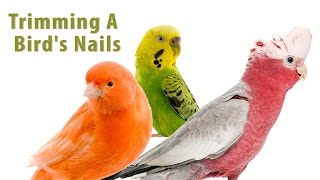 How to Trim A Bird's Nails