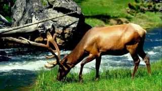 ♥♫﻿﻿ ♥Moya Brennan - Follow The Word - Celtic pop music  ♥♫﻿﻿ ♥