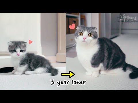 귀여운 아기고양이는 3년 후...