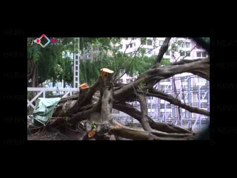 專家斥政府植樹「只種不護」